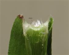  Ligule